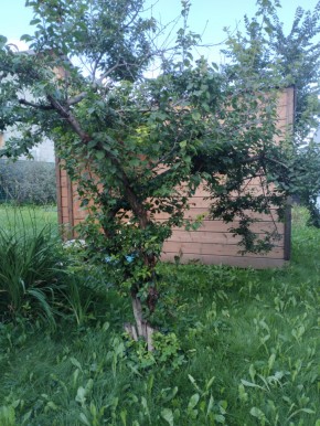 Коллективный сад номер 7, участок 58 в Октябрьском - oktyabrskoe.yutvil.ru - фото 28