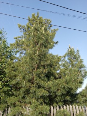 ул. Полынная,29 в Октябрьском - oktyabrskoe.yutvil.ru - фото 18 ул. Полынная,29 в Октябрьском - oktyabrskoe.yutvil.ru - фото 18
